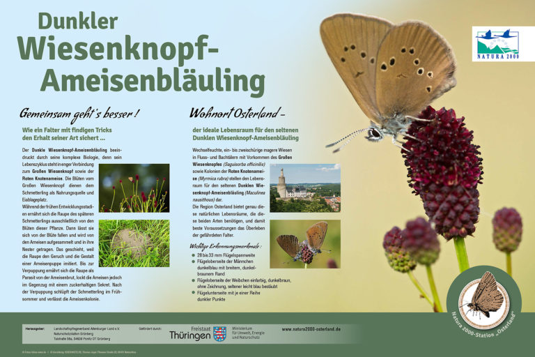 NATURA 2000 Schautafel WIesenknopfameisenbläuling