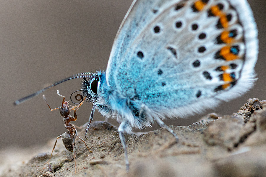 Wiesenknopf Ameisenbläuling und rote Knotenameise