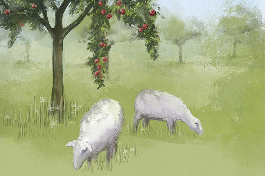 Zeichnung Schafe auf Streuobstwiese