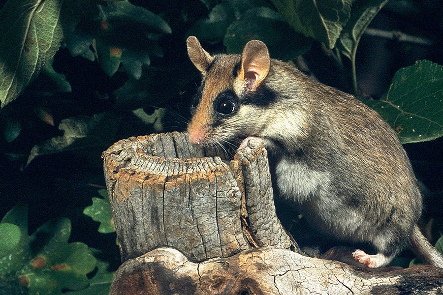 Siebenschläfer