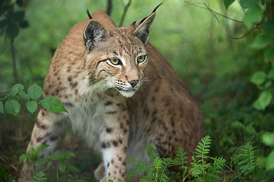 Luchs